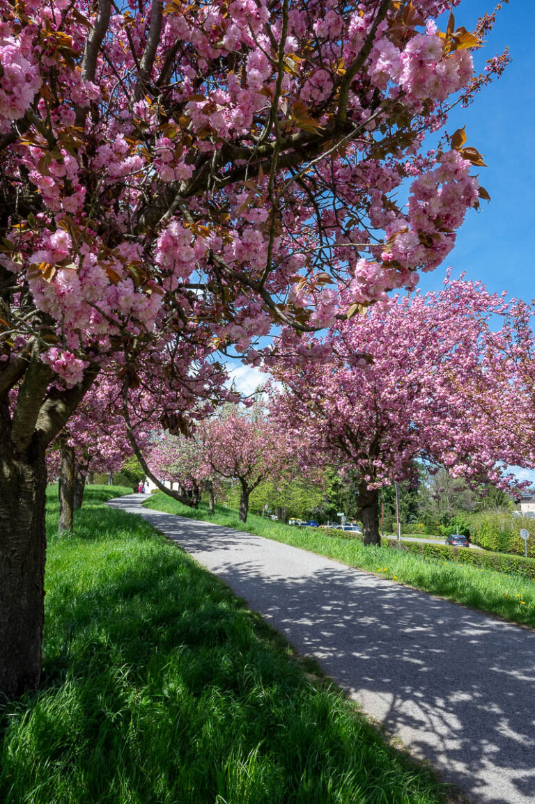 Frühling in Graz: Die schönsten Frühlingsbilder