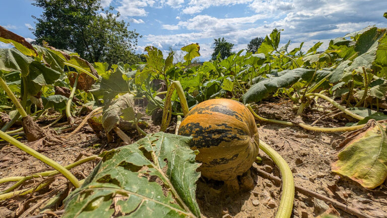 Herbstküche & Märkte: Genuss zwischen Kürbis, Sturm und Wild